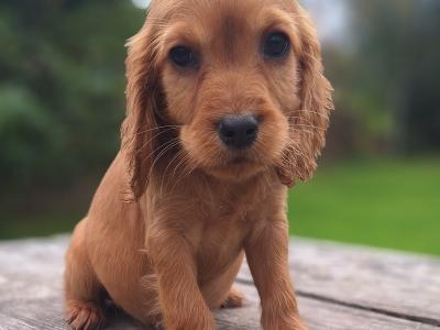 Cocker Spaniel puppies in Carlow €475