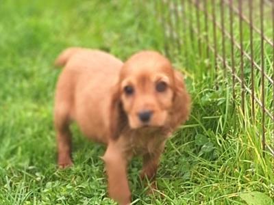 Cocker Spaniel puppies in Carlow €475
