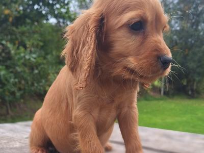 Cocker Spaniel puppies in Carlow €475