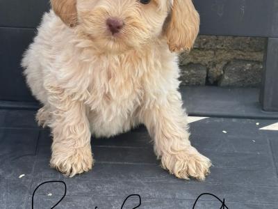 Cockapoo puppies in Laois