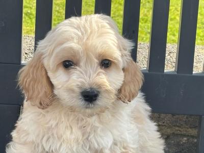 Cockapoo puppies in Laois