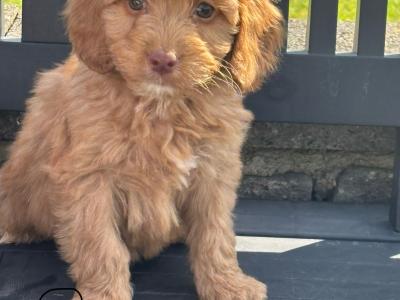 Cockapoo puppies in Laois