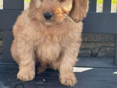 Cockapoo puppies in Laois