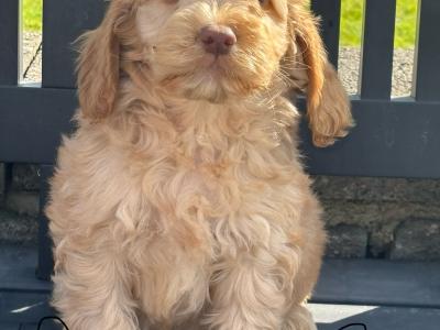 Cockapoo puppies in Laois