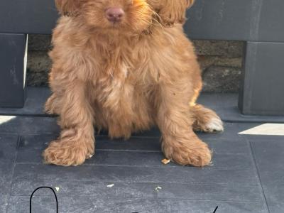 Cockapoo puppies in Laois