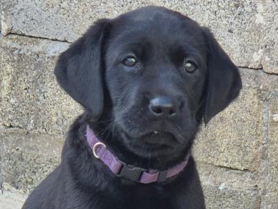 1 female left. Chunky Labrador puppies in Dublin