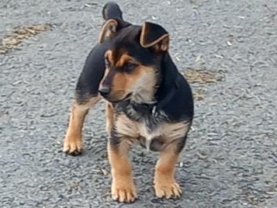 Male Terrier X puppy 8 months old for sale in Longford