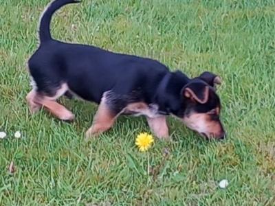 Male Terrier X puppy 8 months old for sale in Longford