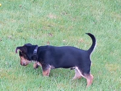 Male Terrier X puppy 8 months old for sale in Longford