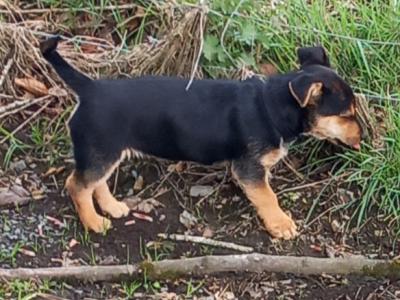 Male Terrier X puppy 8 months old for sale in Longford