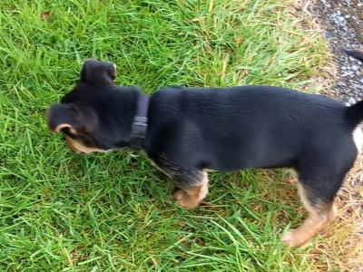 Male Terrier X puppy 8 months old for sale in Longford