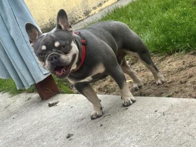 Isabella stud