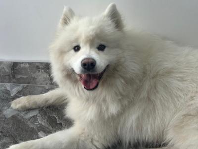 Female purebred Samoyed for sale in Cork