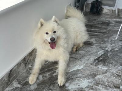 Female purebred Samoyed for sale in Cork