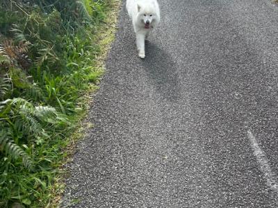 Female purebred Samoyed for sale in Cork