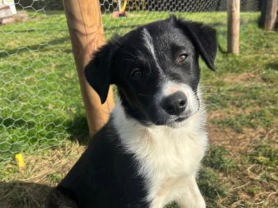 Beautiful Collie pups
