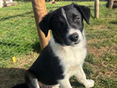 Beautiful Border Collie puppies in Meath