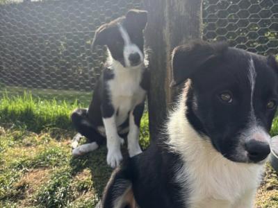 Beautiful Border Collie puppies in Meath