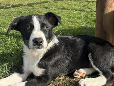 Beautiful Border Collie puppies in Meath