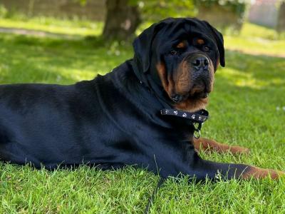 Rottweiler for stud