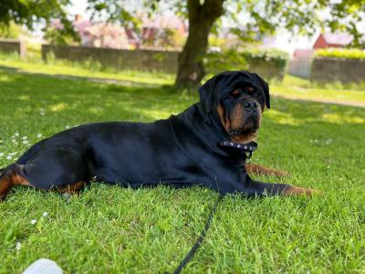 Rottweiler for stud