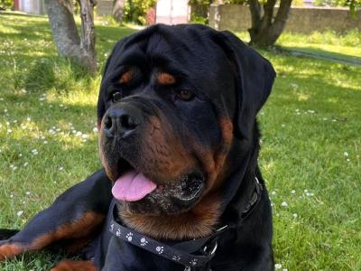 Rottweiler for stud