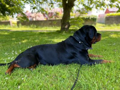 Rottweiler for stud