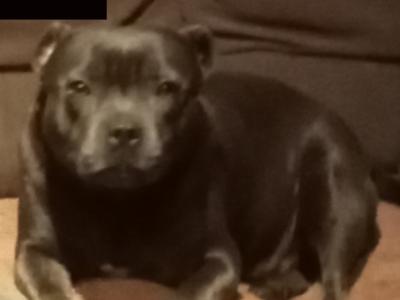 🐾price drop last available Staffordshire Bull Terrier puppies out of 8🐾 in Offaly