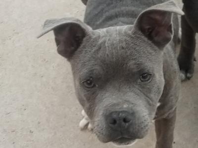 🐾price drop last available Staffordshire Bull Terrier puppies out of 8🐾 in Offaly