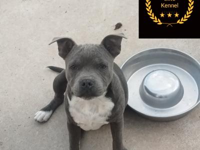🐾price drop last available Staffordshire Bull Terrier puppies out of 8🐾 in Offaly