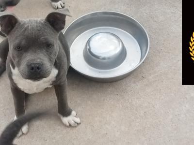 🐾price drop last available Staffordshire Bull Terrier puppies out of 8🐾 in Offaly