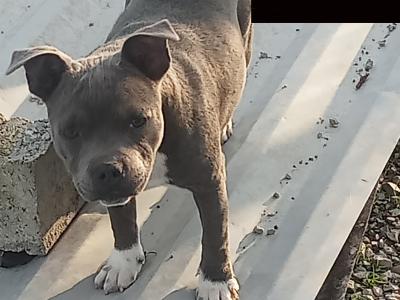 🐾price drop last available Staffordshire Bull Terrier puppies out of 8🐾 in Offaly