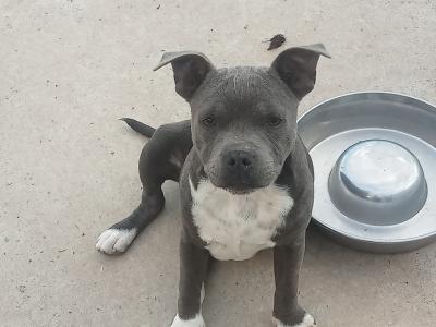 🐾price drop last available Staffordshire Bull Terrier puppies out of 8🐾 in Offaly
