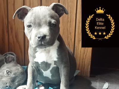 🐾price drop last available Staffordshire Bull Terrier puppies out of 8🐾 in Offaly