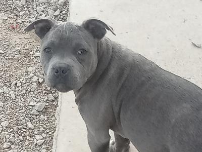 🐾price drop last available Staffordshire Bull Terrier puppies out of 8🐾 in Offaly