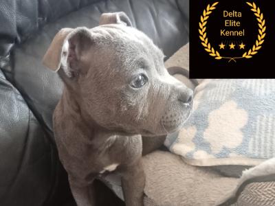 IKC Registered(pending) Top pedigree blue Staffordshire Bull Terrier puppies 6 months old in Offaly