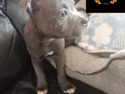 🐾price drop last available Staffordshire Bull Terrier puppies out of 8🐾 in Offaly