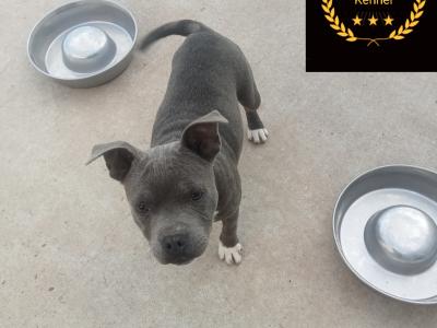 🐾price drop last available Staffordshire Bull Terrier puppies out of 8🐾 in Offaly