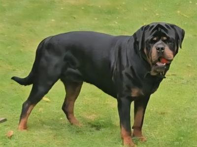 Rottweiler for stud