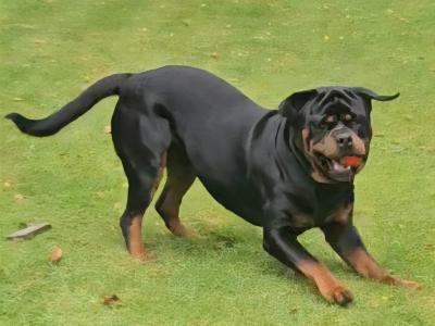 Rottweiler for stud