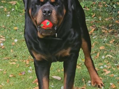 Rottweiler for stud