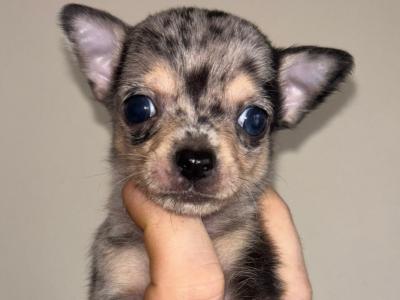 Male Chihuahua puppy in Carlow