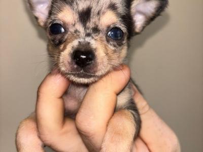Male Chihuahua puppy in Carlow