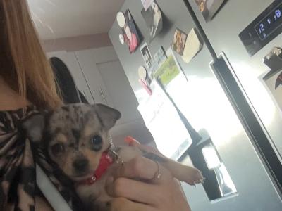 Male Chihuahua puppy in Carlow
