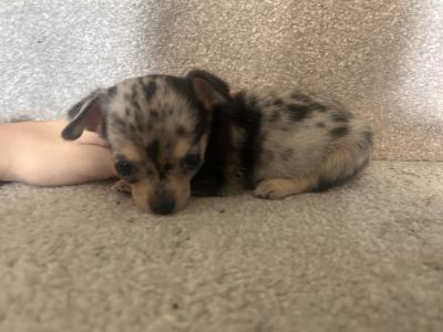Male Chihuahua puppy in Carlow