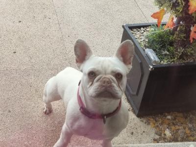 Beautiful purebred female French Bulldog 16 months old in Laois