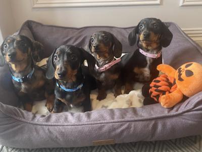 Beautiful Dapple Dachshund puppies in Dublin 🐾🐾🐾