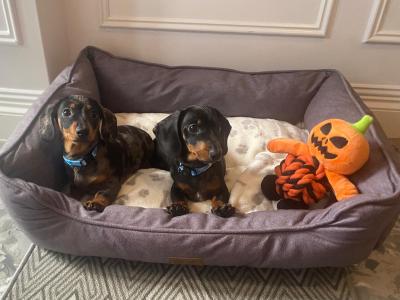 Beautiful Dapple Dachshund puppies in Dublin 🐾🐾🐾