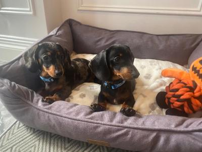 Beautiful Dapple Dachshund puppies in Dublin 🐾🐾🐾