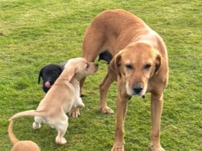 Beautiful IKC Registered Fox Red Labrador puppies in Cavan
